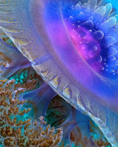 "Crown Jellyfish Close Up" by Henry Jager 